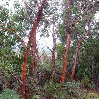 Tasmanian Snow Gum (Eucalyptus coccifera)