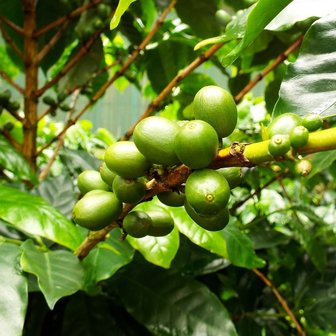 Catura Coffee (Coffea arabica 'catura')