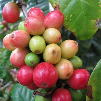 Dwarf Arabica Coffee (Coffea arabica 'nana')