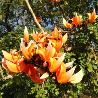 Flame of the Forest (Butea monosperma)