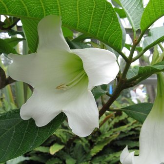 Nepal Trumpet Flower (Beaumontia grandiflora)