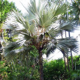 Blue Latan Palm (Latania loddigesii)