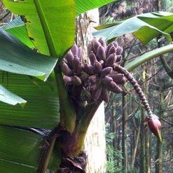 Taiwanese Banana (Musa itinerans var.  formosana)