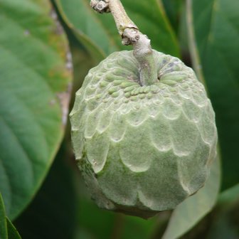 Chirimuya (Annona cherimola)