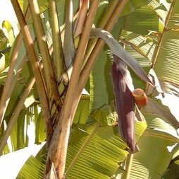 Cheesman Banana (Musa cheesmanii)