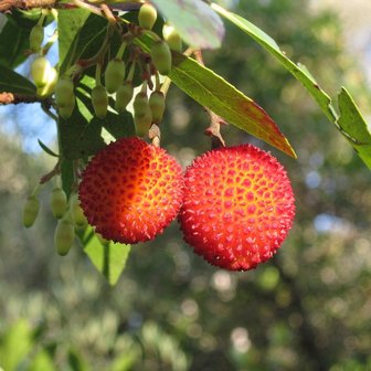 Strawberry Tree (Arbutus unedo)