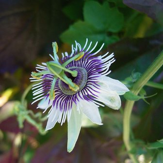Woodland Passionflower (Passiflora morifolia)