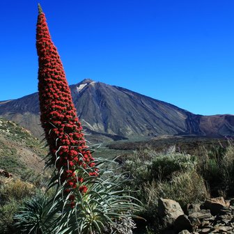 Tower of Jewels (Echium wildpretii)