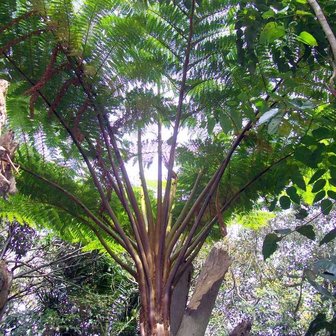 Norfolk Tree Fern (Cyathea brownii)