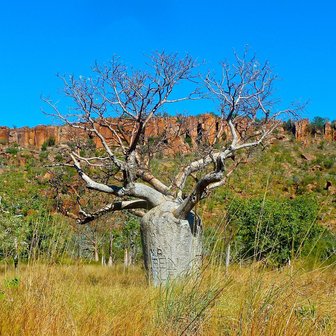 Queensland Bottle Tree (Brachychiton rupestris)