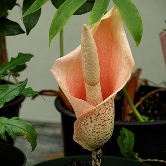 Voodoo Lily (Amorphophallus bulbifer)