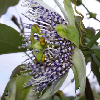 Passionflower (Passiflora actinia)