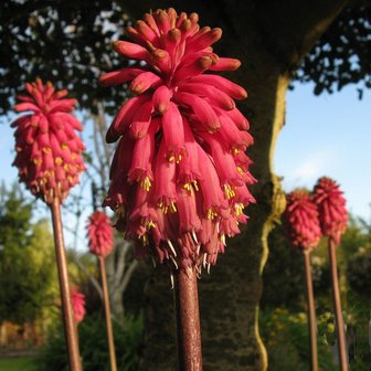 Forest Lily (Veltheimia bracteata)