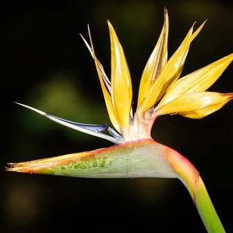 Yellow Bird of Paradise Flower (Strelitzia reginae 'Mandela's Gold')