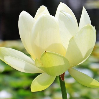 White Indian Lotus (Nelumbo nucifera 'alba')