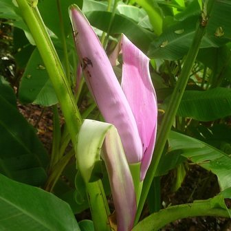 Pink Banana (Musa ornata)