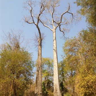 Madagascar Baobab (Adansonia madagascariensis)