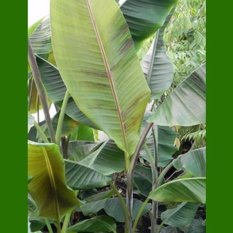Helens Banana (Musa sp. 'Helens Hybrid')