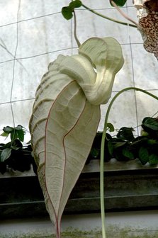 Pelican Flower (Aristolochia grandiflora)