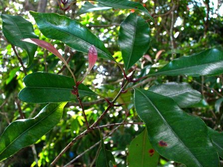 Clove (Syzygium aromaticum)