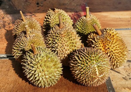 Durian (Durio zibethinus)
