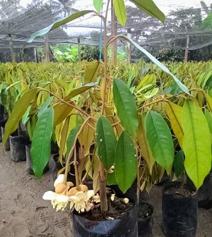 Durian (Durio zibethinus)