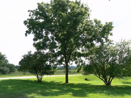 Black walnut (Juglans nigra)
