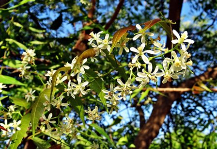Neem tree (Azadirachta indica)