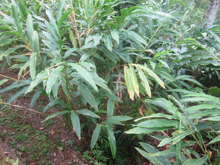Cardamom (Elettaria cardamomum)