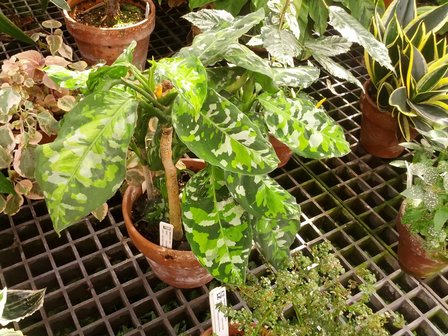 Camouflage Plant (Aglaonema pictum)
