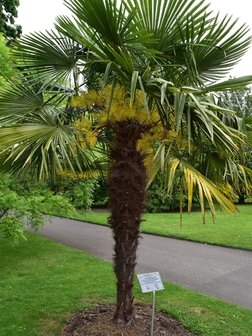 Chinese Windmill Palm (Trachycarpus fortunei)