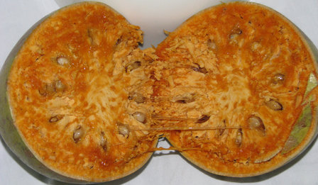 Elephant Apple (Limonia acidissima)