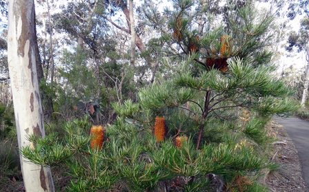 Hairpin Banksia (Banksia spinulosa)