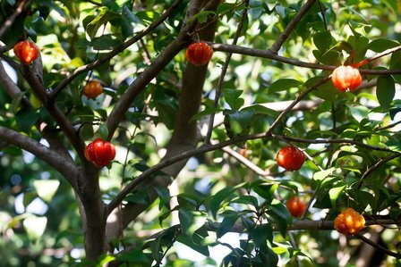 Suriname Cherry (Eugenia uniflora)