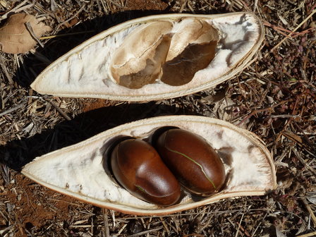 Australian Chestnut (Castanospermum australe)
