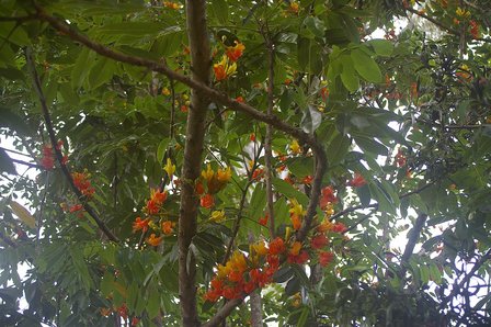 Australian Chestnut (Castanospermum australe)