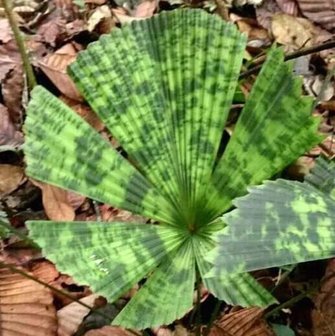 Fan Palm (Licuala sp. 'Kalimantan Mottled')