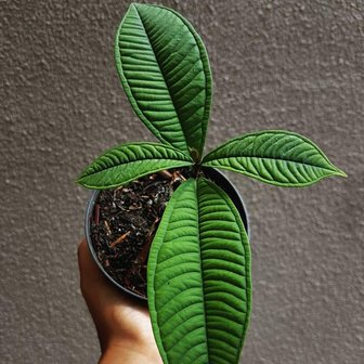Syzygium (Syzygium jiewhoei)