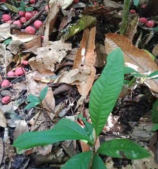 Syzygium (Syzygium jiewhoei)