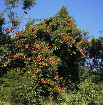 Goldleaf Bauhinia (Phanera aureifolia)