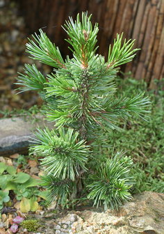 Bristlecone Pine (Pinus longaeva)