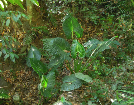 Balgooy's Alocasia (Alocasia balgooyi)