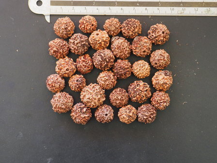 Blue Quandong (Elaeocarpus angustifolius)