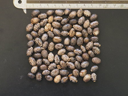 Castor Bean (Ricinus communis)