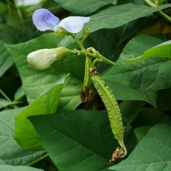 Winged bean (Psophocarpus tetragonolobus)