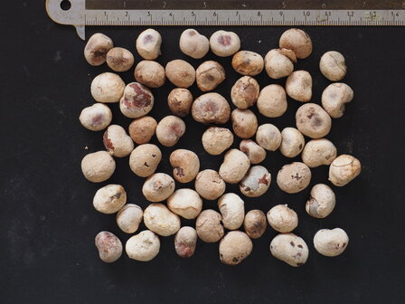 Grandidier's Baobab (Adansonia grandidieri)