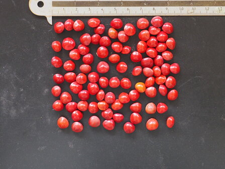 Red Lucky Seed (Adenanthera pavonina)