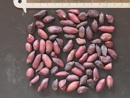 Black Peanut (Arachis hypogaea 'Black')
