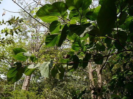 Elephant Ear Fig (Ficus auriculata)