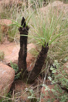 Black Stick Lily (Xerophyta retinervis)